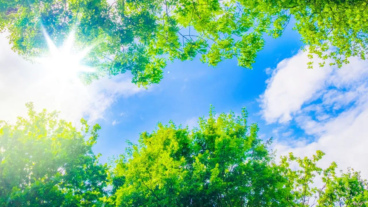 Green Packaging Solutions: Innovations & Alternatives for a Circular Future